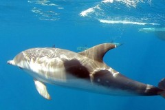 sailing-cruises-new_14